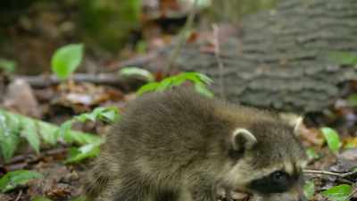 Just three months old, - The Secret Lives of Animals