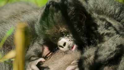 Just three weeks old,
she's barely able to raise her head. - Our Great National Parks