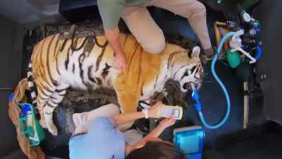  Justin: I copy, laura.
 I'll get everything ready. - Secrets of the Zoo