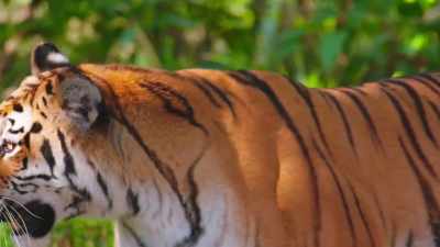 Justin: Yeah, I think that's
about the calmest I think - Secrets of the Zoo