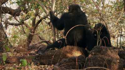 K.L. is proving to be
a loyal ally to David. - Dynasties