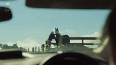KAHU: Talking to animals isn't unusual. - The Brokenwood Mysteries