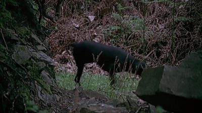 Kaiser! Kaiser! - Midsomer Murders