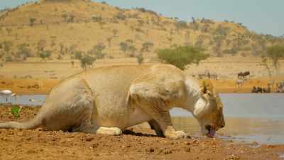 Kali is enjoying the good times
while they last. - Serengeti