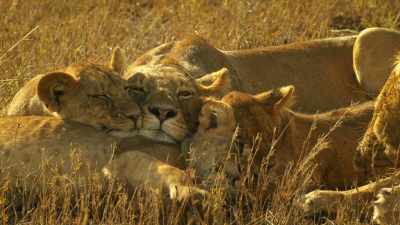 Kali is finally at ease, - Serengeti