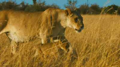 Kali has had cubs with a lion
from outside the pride. - Serengeti