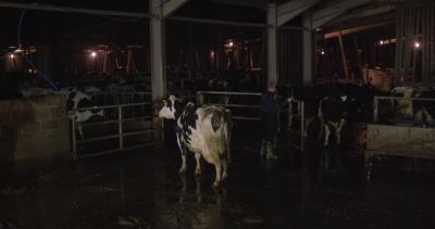 [Kali Uchis's "Tyrant" begins playing on radio" - Cow