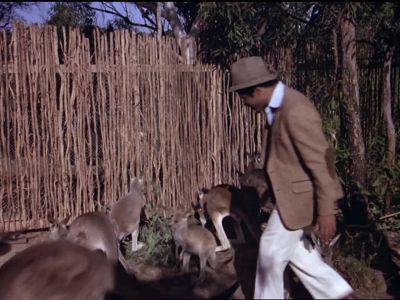 Kangaroos! - The Love Boat