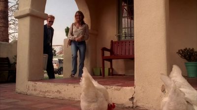 Κοτόπουλα. - CSI: Miami