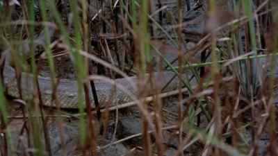 [ Karen ] What happened?
[ Smith ] We're on a snag. - Frogs
