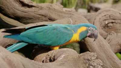 KATELYN: Emmett, he far exceeded
anybody's expectations. - Magic of Disney's Animal Kingdom