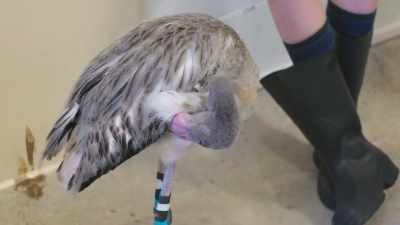 Katie: I think with
the massage and what we
know based on imaging, - Secrets of the Zoo