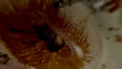 [Katon groaning] - Death Metal