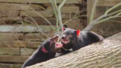 Katrina: Oh.
David: Oh.
Katrina: Oh my gosh. - Secrets of the Zoo