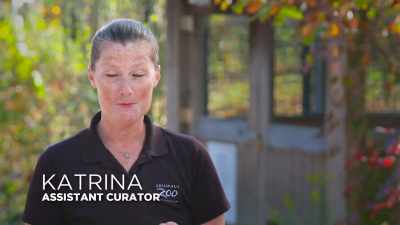 Katrina: Our three
tasmanian devils, mustard, - Secrets of the Zoo