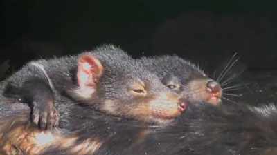Katrina: The devils, I think,
personally, are super cute. - Secrets of the Zoo