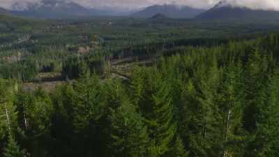 ("Kaval sviri" by
Ensemble Trakia playing) - Trees and Other Entanglements