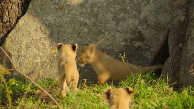 Kaya's adventurous brothers
aren't hanging around. - Wild Babies