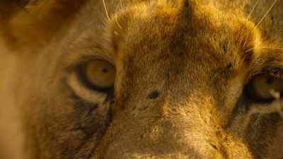 Kaya's mom
is carefully preparing an ambush. - Wild Babies