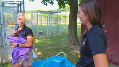 Kaylee: Tiff, you weren't
planning on looking nice - Secrets of the Zoo