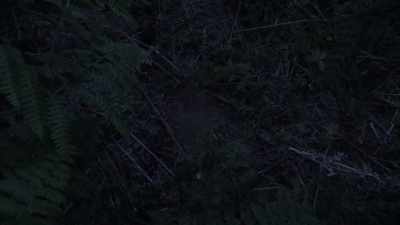 Keep looking for anything else
that might seem out of place. - Expedition Bigfoot