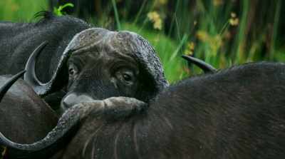 Keeping the grazers
on the move, - Surviving Paradise: A Family Tale