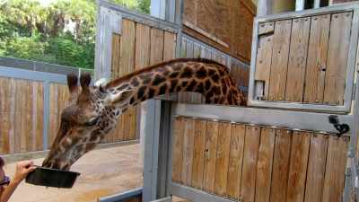 Kenya doesn't feel what I'm doing at all. - Magic of Disney's Animal Kingdom