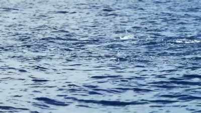 [keoni]  I see one over there - Deadliest Catch: Bloodline