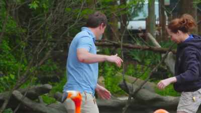 Kevin: The penguins are--
yeah, don't walk over there. - Secrets of the Zoo