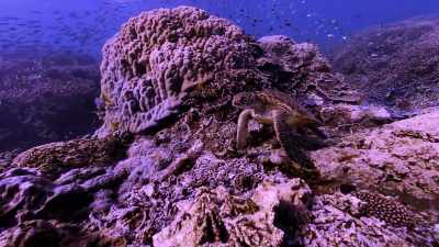 [kids chattering] - Chasing Coral