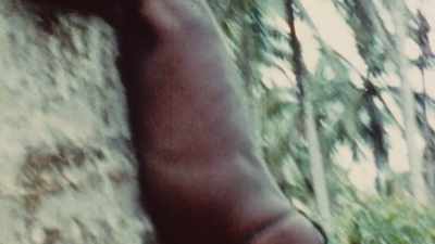 KIDS CLIMB TREES FOR COCONUTS. - The Pacific War in Color