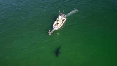 Kijk naar deze vis, kijk eens.
Hij probeert ons in te schatten. - Return of the White Shark