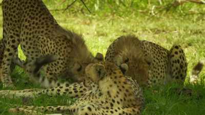 Kike can't provide for
three full-grown cubs much longer... - Serengeti