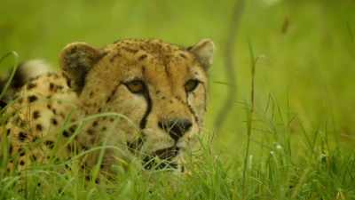 KIKE GROWLS - Serengeti