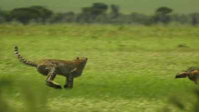 KIKE HISSES - Serengeti