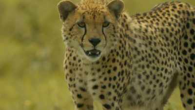 KIKE HISSES - Serengeti