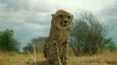 KIKE ROARS - Serengeti