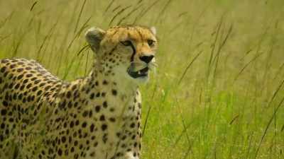 Kike will watch - Serengeti