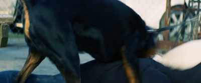 -Kill him, boy.
-[dog snarls] - Cut Throat City