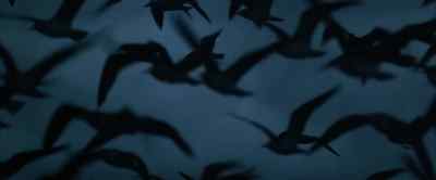 Kill him! - Jonathan Livingston Seagull