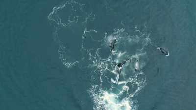 Killed by the orca bull's
Thor hammer tail slap, - Wild Ways of the Vikings