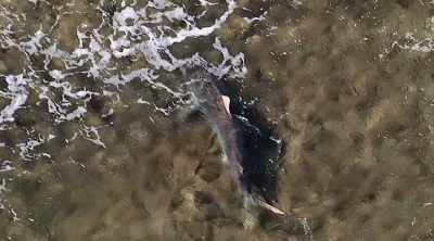 Killer sharks are adapting
to come so close to shore, - Shark Attack Files