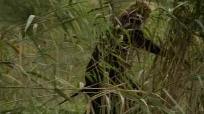 KING FERDINAND:
What does the boar fear? - The Borgias