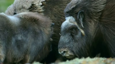 King penguin chicks - A Year on Planet Earth