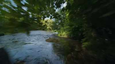 Kingfishers speed along rivers
at 30mph. - Wild Isles
