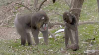 Kinshasa kind of holds the lead - Secrets of the Zoo