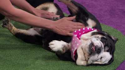 Kirby, we are so glad
that you are not there anymore - 2022 American Rescue Dog Show