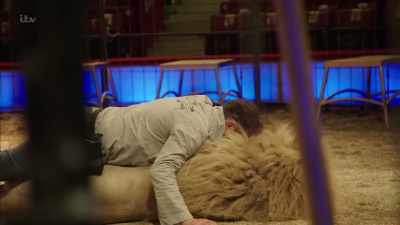 KISSES LION - Britain's Tiger Kings - On the Trail with Ross Kemp