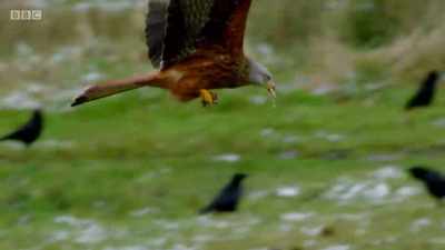 Kites are nature's scavengers, - Wales: Land of the Wild