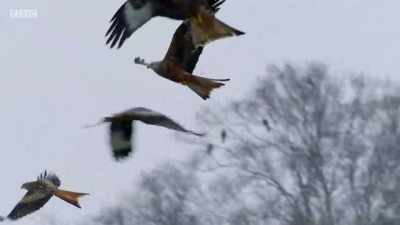 Kites come here every day
from far and wide. - Wales: Land of the Wild